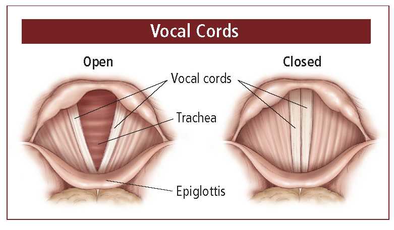 How Does The Voice Box Produce Sound A Simple Explanation
